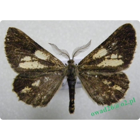 Bupalus piniaria (Linnaeus, 1758) male Poproch cetyniak